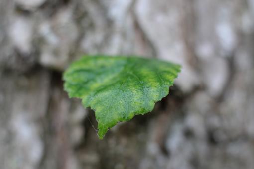 Free Stock Photo of A Green Leaf