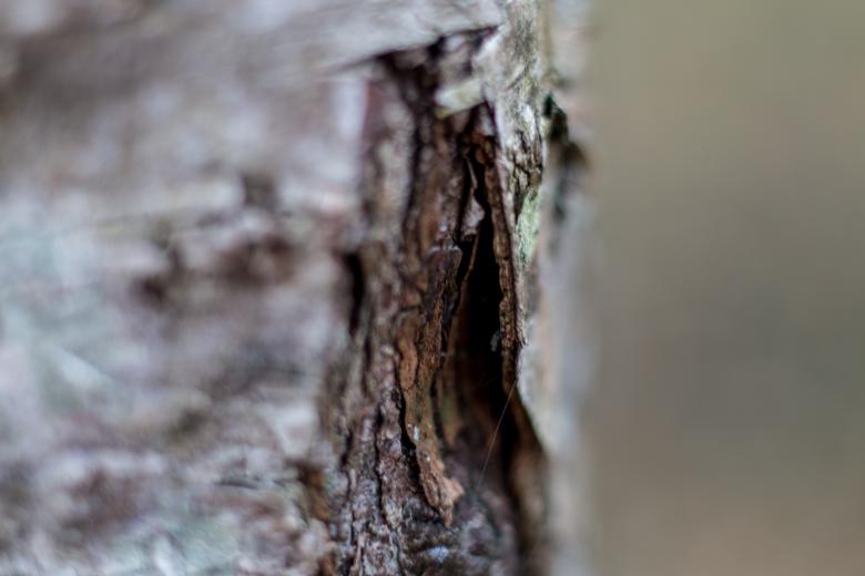 Free stock image of Bark of Tree - Close Up created by Janis Urtans