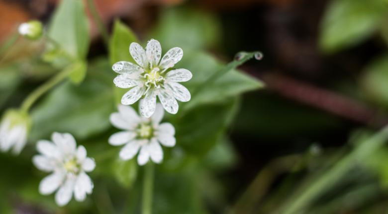 Free stock image of The Last Flowers of Fall created by Janis Urtans
