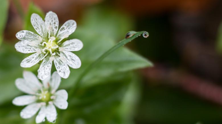 Free stock image of Last White Flowers of Fall created by Janis Urtans