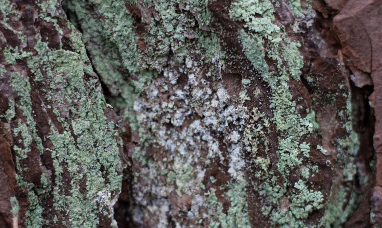 Free stock image of Bark of Tree Texture created by Janis Urtans