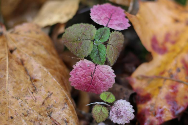 Free stock image of Leaves of Color created by Janis Urtans