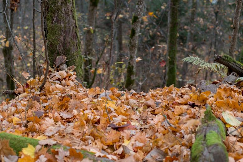 Free stock image of Cover of Leaves created by Janis Urtans