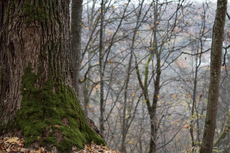 Free stock image of Forest Fall Beauty created by Janis Urtans