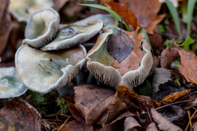 Free stock image of Mushrooms created by Janis Urtans