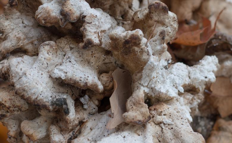 Free stock image of Weird looking mushrooms created by Janis Urtans
