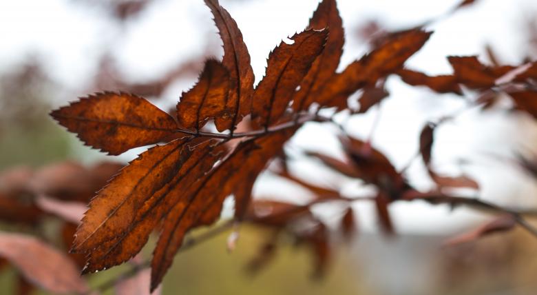 Free stock image of Red Color of Fall created by Janis Urtans