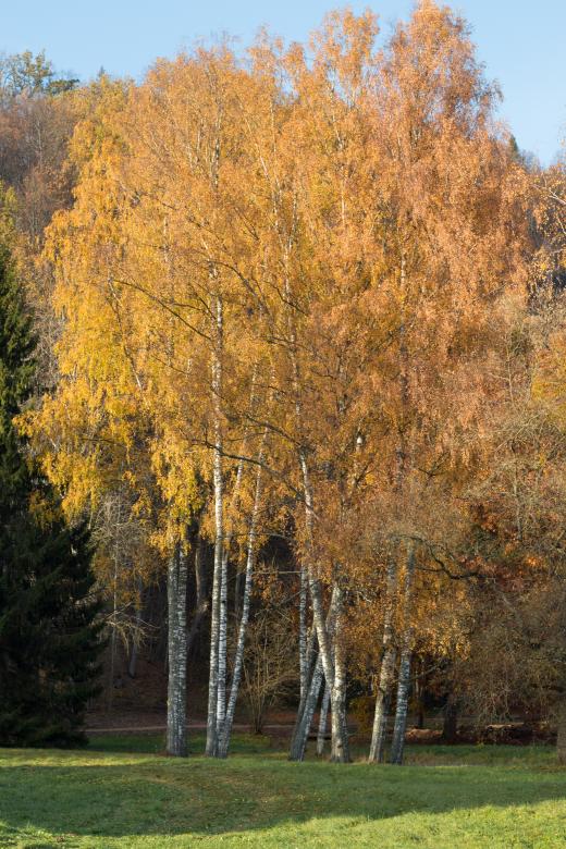 Free stock image of Birch tree colors created by Janis Urtans