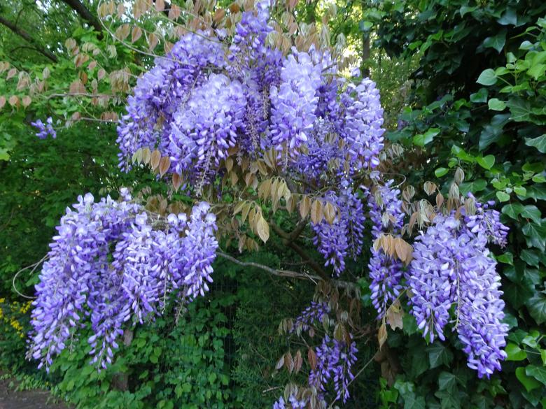 Free stock image of Creeping wisteria in April created by GAIMARD Jacques