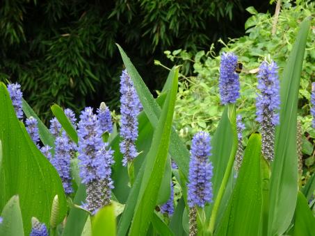 Petroleum blue water plant in a pond - Free Stock Photo