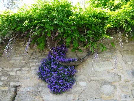 Well protected bell flower on its wall... - Free Stock Photo