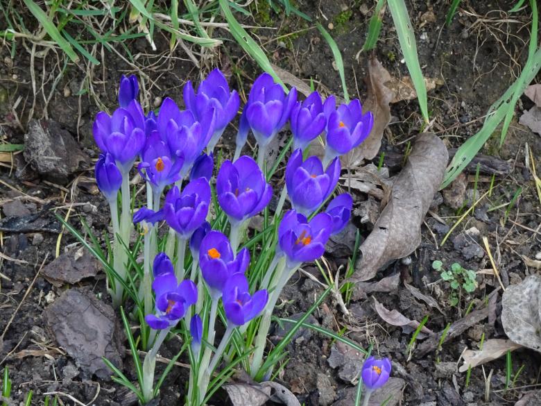 Free stock image of Early spring deep blue crocus created by GAIMARD Jacques