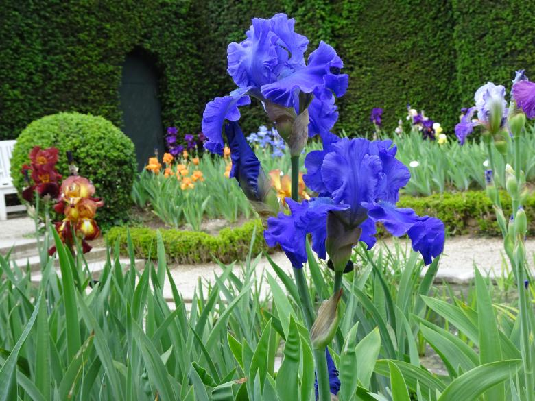 Free stock image of Deep blue giant iris in a public garden created by GAIMARD Jacques