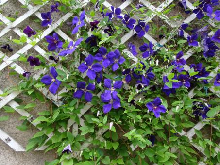 Deep blue clematis climbing a wooden lattice - Free Stock Photo