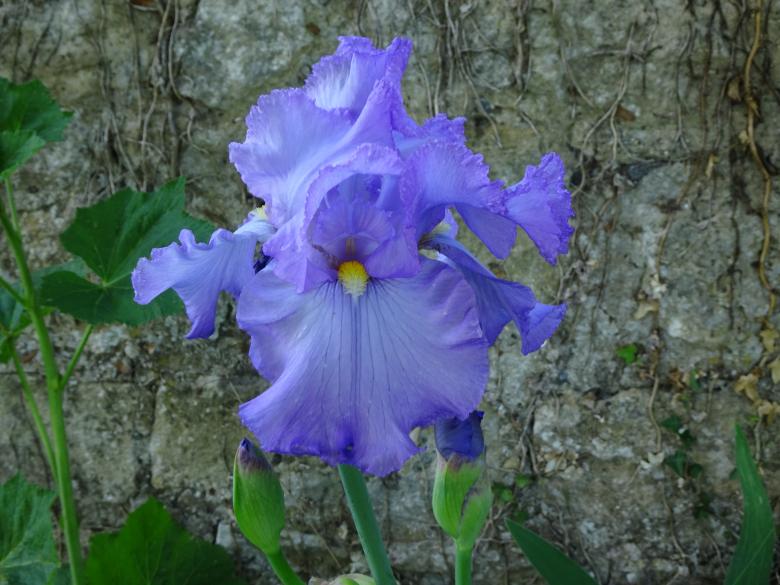 Free stock image of Close-up on a giant garden iris created by GAIMARD Jacques