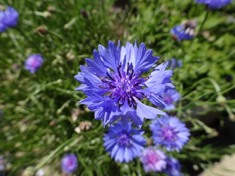 Free stock image of Beautiful corn flower in a garden created by GAIMARD Jacques