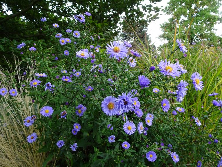 Free stock image of Blue-mauve asters in autumn created by GAIMARD Jacques