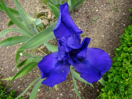 Deep blue iris seen from above... - Free Stock Photo