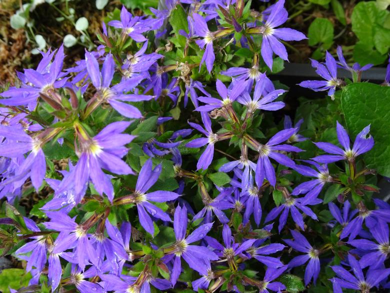 Free stock image of No idea how this plant is called... created by GAIMARD Jacques