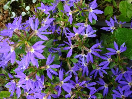 No idea how this plant is called... - Free Stock Photo