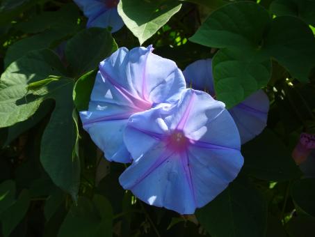  Variety of bindweed with delicate and rare blue color - Free Stock Photo