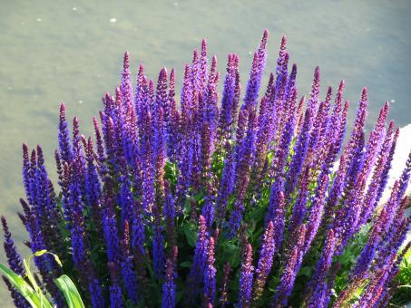 Free Stock Photo of That beautiful plant grows near water