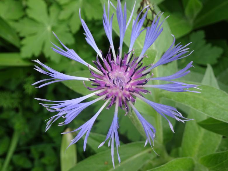 Free stock image of Very common garden plant created by GAIMARD Jacques
