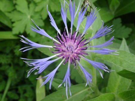Very common garden plant - Free Stock Photo