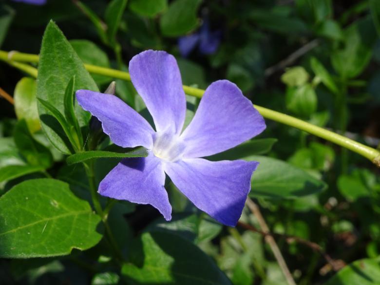 Free stock image of Madagascar periwinkle created by GAIMARD Jacques