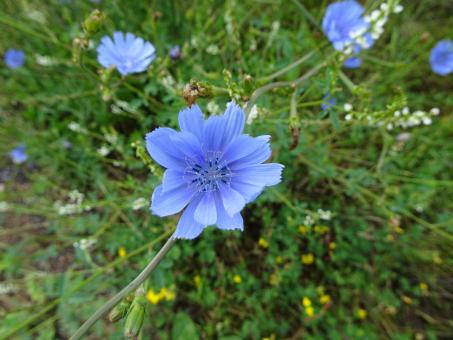 Light blue wild flower in the country - Free Stock Photo