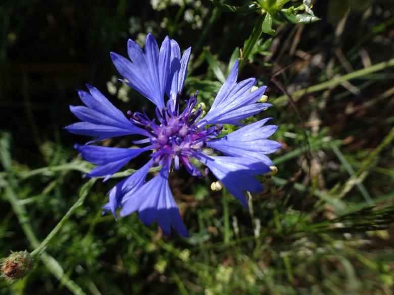 Free stock image of Very common garden plant, whose name I forgot... created by GAIMARD Jacques