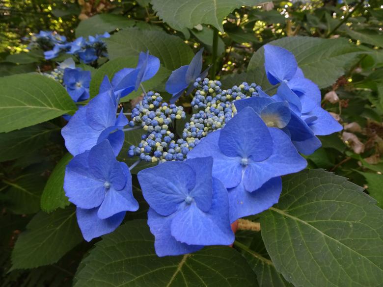 Free stock image of Variety of hydrangea with flat deep blue flowers created by GAIMARD Jacques