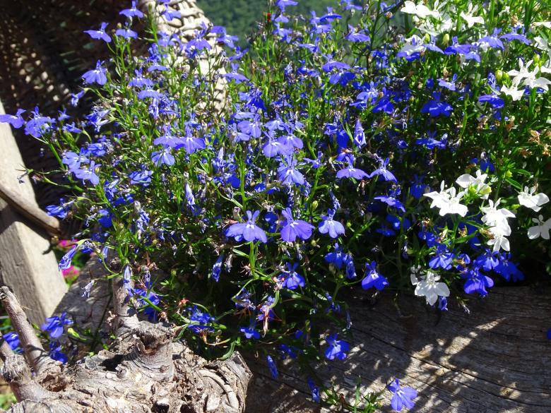 Free stock image of Plant with strangely shaped blue flowers created by GAIMARD Jacques