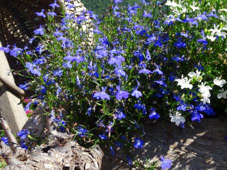 Free Stock Photo of Plant with strangely shaped blue flowers