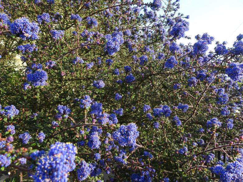 Free stock image of Ceanothus shrub blooming created by GAIMARD Jacques
