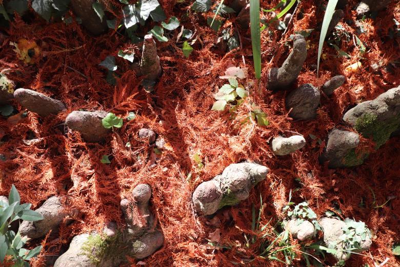 Free stock image of Conifer with its strange roots created by GAIMARD Jacques