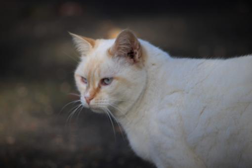 Ever watchful cats... - Free Stock Photo