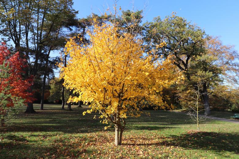 Free stock image of Splendid small tree with its beautiful fall leaves created by GAIMARD Jacques