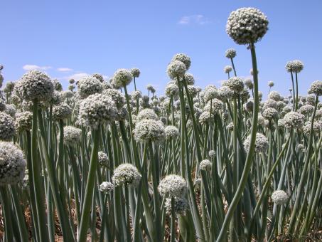 Onion Flowers - Free Stock Photo