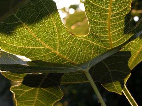 Fig Leaf - Free Stock Photo