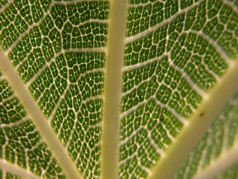 Free stock image of Fig Leaf Macro created by CHRISTIAN HEMBERT