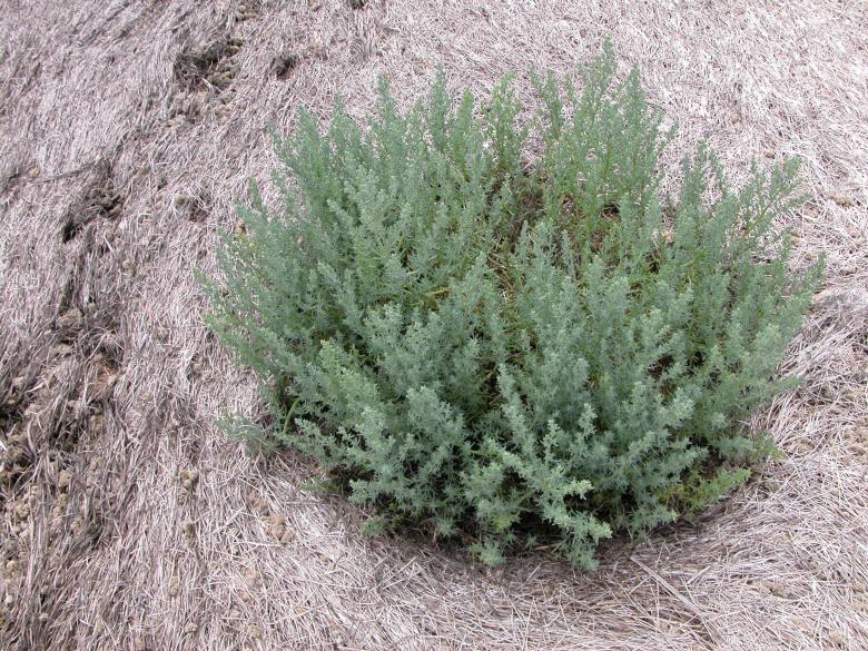 Free stock image of Seaside vegetation created by CHRISTIAN HEMBERT