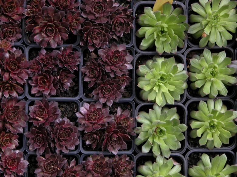 Free stock image of Potted House Leeks created by CHRISTIAN HEMBERT