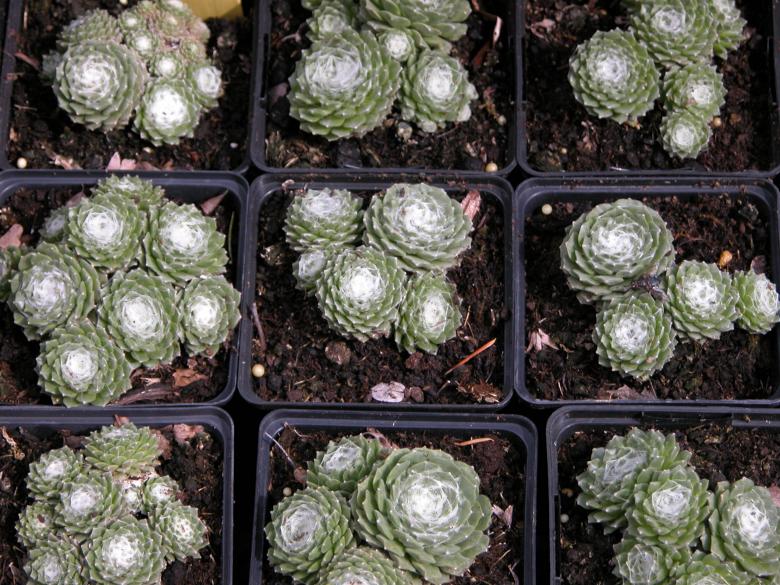 Free stock image of Potted Houseleek Plants created by CHRISTIAN HEMBERT