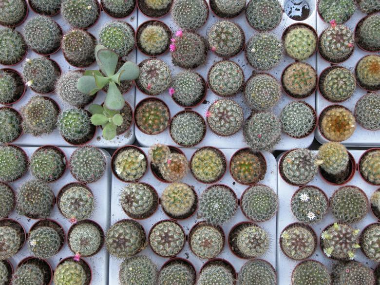 Free stock image of Cactus Pot Plants created by CHRISTIAN HEMBERT
