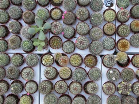 Cactus Pot Plants - Free Stock Photo