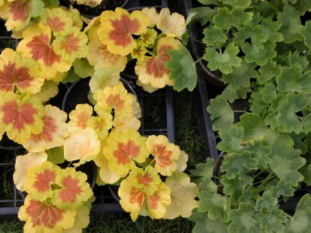 Bucket Plants - Geranium - Free Stock Photo