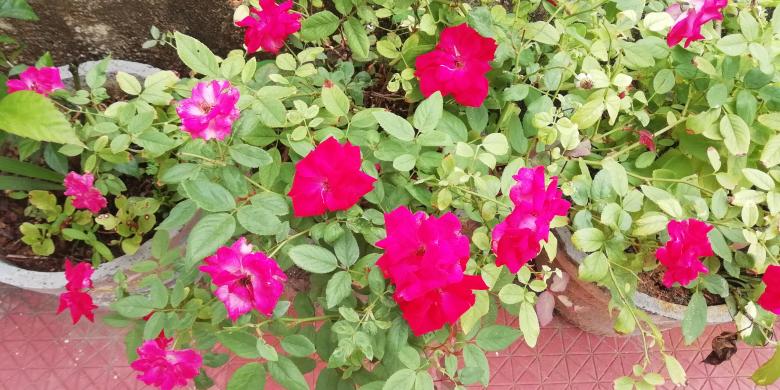 Free stock image of Pink Flowers and Plants created by Girish N