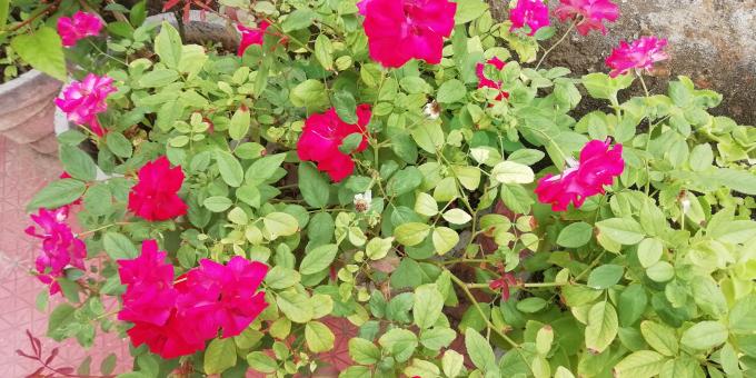 Pink Plants and Flowers - Free Stock Photo