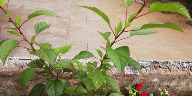 Free stock image of Green Plant and Leaves created by Girish N